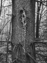 tree trunk in black and white 