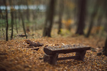 bench in a forest in fall 
