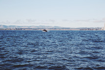 A whale breaching  in ocean water.