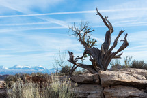 old tree and rock in a barren landscape 