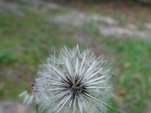 White dandelion plant growing in grass in backyard