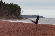 Bald Eagle on a shore 