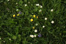 purple, white, and yellow wildflowers 