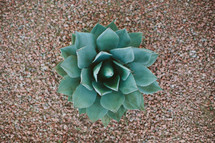 succulent plant 