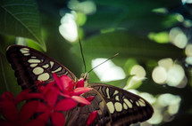 butterfly on flowers 