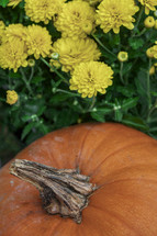 Pumpkins and mums outside.