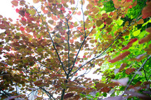 early fall leaves on a tree 