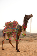 a decorated riding camel in India