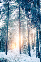 winter trees in a forest 
