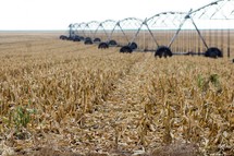 irrigation over a parched field of corn 