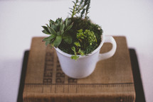succulent plants in a mug on a stack of books 