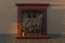 flowers in a barred window 