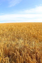 Ripe field of wheat against blue sky