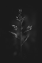 plant in black and white 