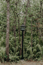 lantern in a forest 