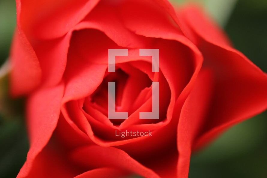 red rose closeup 