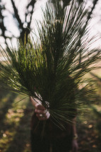 woman, holding, pine needles, tree, branch, outdoors 