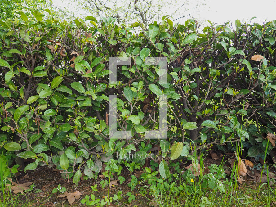 Hedge aka hedgerow green shrubs leaves barrier