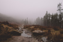 stream and fog in a forest 