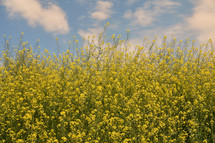 Rapeseed field and blue Sky in spring time