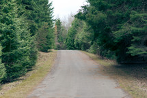 A road through a pine forest.