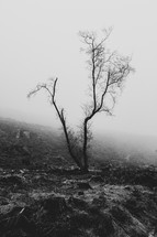 bare tree and fog 