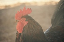 A rooster on a farm 