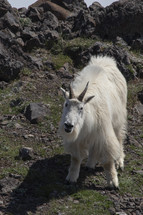 mountain goat 