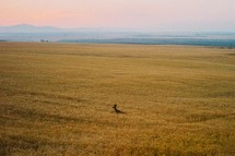 deer in a field of wheat 