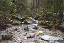 stream in a dense forest 