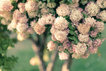 summer flowers on a tree 