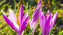 Closeup violet crocus flowers bloom in fresh green meadow in spring time-lapse
