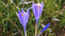 Spring crocus flowers blooming in fresh green meadow in cold sunny morning Growing Time lapse
