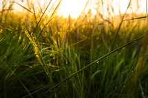 sunlight on green grasses 