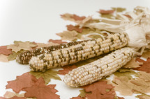 Indian corn cobs on fall leaves.