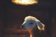 a lamb under a heat lamp 