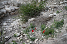 Lilies in rocky field