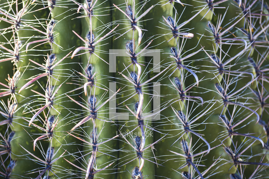 spines on a cactus 