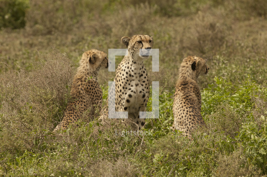 Mother cheetah with cubs in a field.