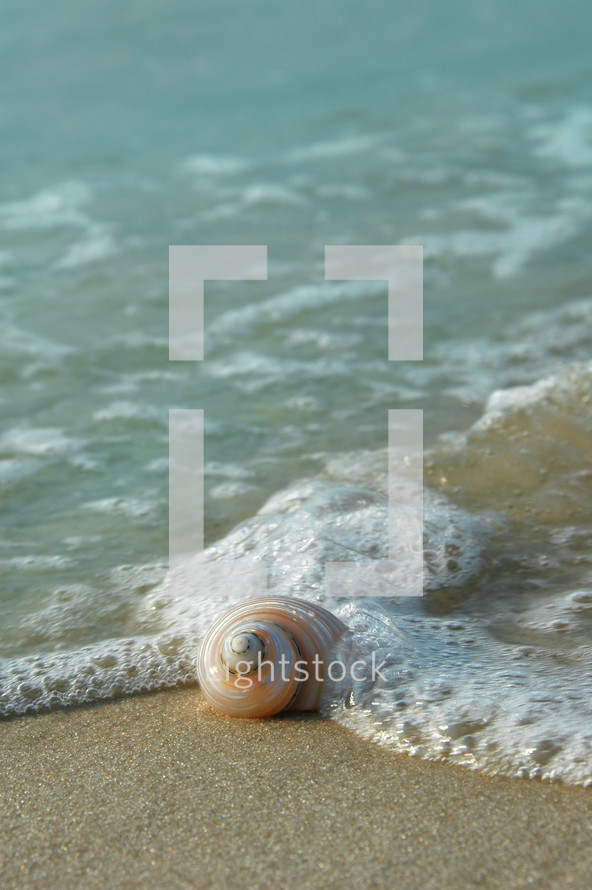 seashell on a beach 