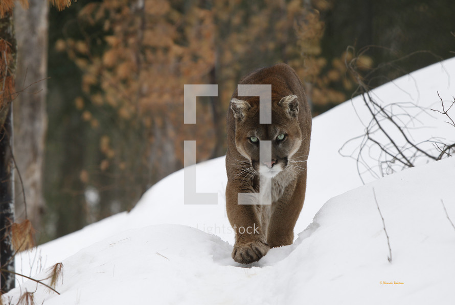 mountain lion in the snow