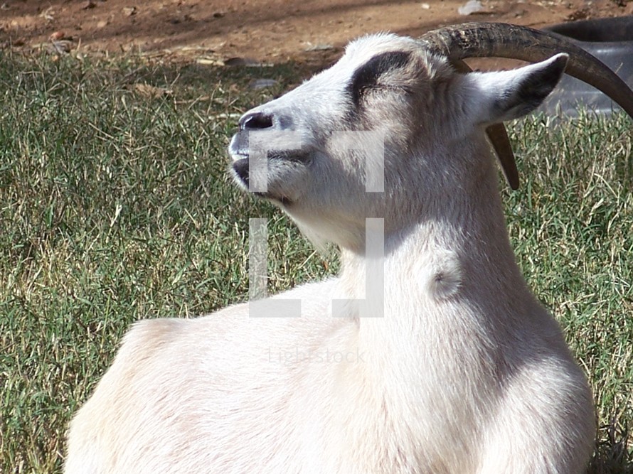 A close up photo of a White Goat basking in the sun to get warm on a grassy meadow on a farm in rural Virginia.