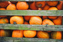 pumpkins in a crate 
