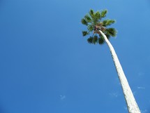 A tall palm tree stretching out to the sky against a clear blue sky on a sunny tropical day without a cloud in the sky. 