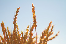 close-up of golden wheat in a blue sky