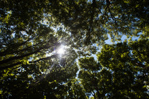 sunlight through forest canopy 