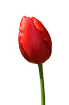 Tulip bloom.