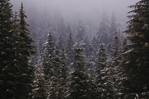Snow falling on a forest of fir trees.