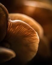 mushroom gills 