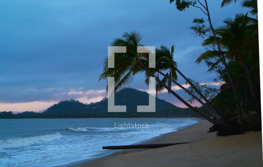 Coconut palm trees on a beach at sunrise